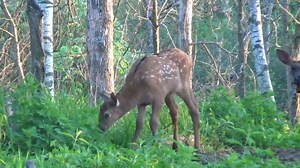 2.2K views · 196 reactions | Baby elk born. Could this be Dakota's last offspring? | Shalom Wildlife Sanctuary | Facebook