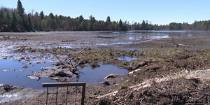 Town did not violate regulations when it removed beaver dam, DEC says