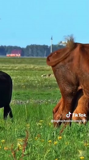 Physiological Adaptations Explained! #science #sciencelesson #evolution #naturalselection #animals #zoology #todayilearned #funfacts