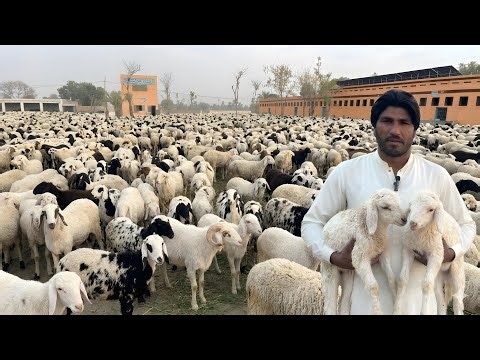 Pakistan's Biggest Sheep Farm | 1000+ Sheep at Samson Agro Farm | Sheep Farming in Pakistan