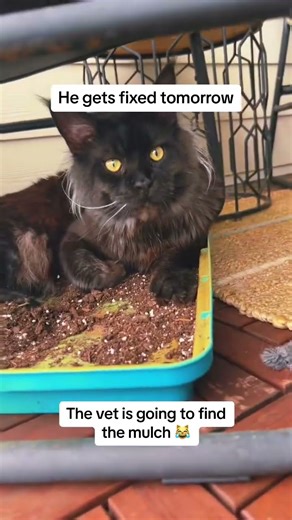 Cat Naps in Mulch Pile Before Vet Visit#cat #pets #funnycats #animalsvideo