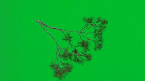 Download Pine tree branch isolated on green screen background with detailed needles. Nature concept for free