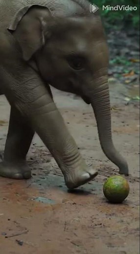 The Secret Game You Won't Believe| Elephant Football in the Jungle!