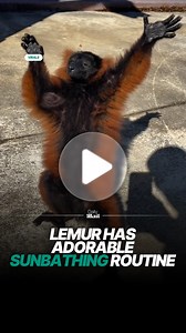 Lemurs know how to live their best life 😎 #lemur #sunbathing #animals | Daily Mail Animals