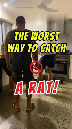 🐀How to get rid of rats in your house? 🛑Avoid THIS!