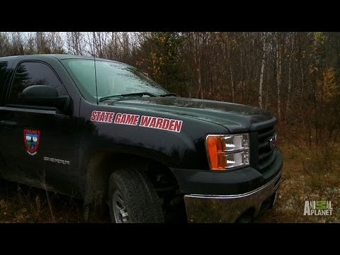 Catching an Illegal Trapper | North Woods Law