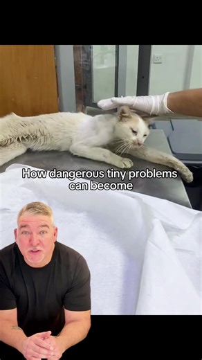 Cat owners never know about these problems 😿❤️‍🩹 #petremedies #pethealth #cathealth #veterinarian #usa🇺🇸