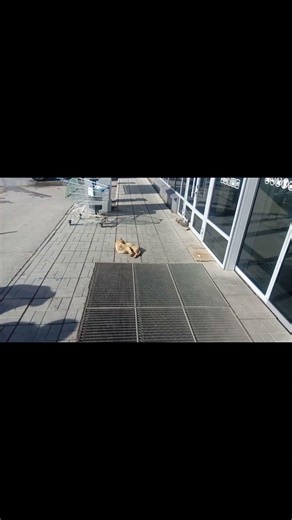 SUNNY CATS: TUMBLING ON THE ROAD #pets #animals - サニーキャッツ：道で転げ回る- 써니캣츠: 도로 위에서 뒹굴다 - GATOS