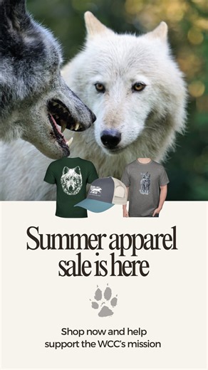 Wolf Conservation Center on Instagram: "Nikai wants to remind you that our Summer Apparel Sale is happening now! Celebrate summer and show your support for wolves with up to 50% off select apparel items. From cozy hoodies to lightweight tees, every purchase goes beyond style — it helps fuel the Wolf Conservation Center’s work to protect endangered wolves through education, advocacy, and recovery programs.🐾 Link in bio to shop."