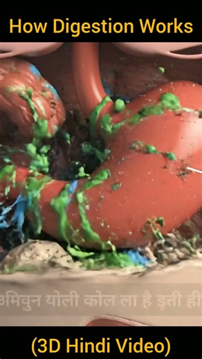The Journey of Food: How Digestion Works (3D Hindi Video) #digestivesystem