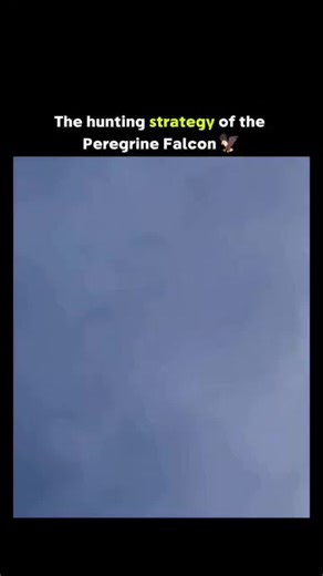 ONLY FUN on Instagram: "The post features a high-definition video of a peregrine falcon executing a stoop dive at over 200 mph to strike ducks on a marsh, emphasizing its title as Earth's fastest animal and sparking 13,000+ likes for raw natural spectacle. Evolutionary adaptations like conical nostrils with tubercles that reduce air pressure on lungs and a third eyelid protecting eyes enable survival during impacts up to 25G, as detailed in peer-reviewed studies from the Journal of Experimental
