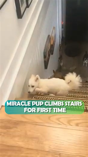 This dog shouldn't be walking, she runs instead! 😱 #dogrescue #dogs #cuddlebuddies | Cuddle Buddies