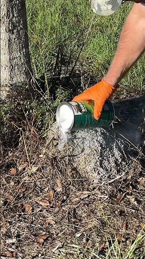 How To Kill Fire Ants!