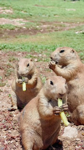 Visit Lubbock on TikTok