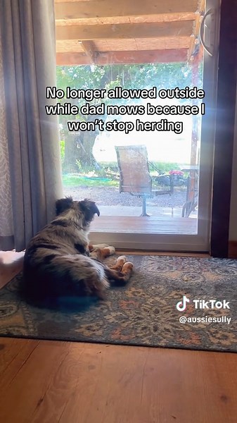 Sully & Fam on TikTok