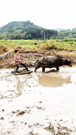 Traditional Methods for Preparing Paddy Fields