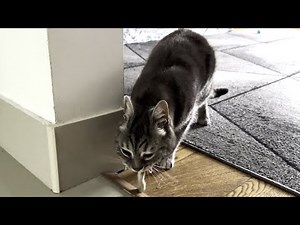 Cat Throwing Up