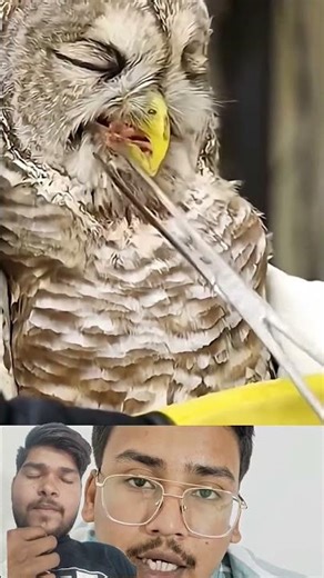 The owl Proved Karma is 100% real#motivation #millionairemindset #sahiluntold