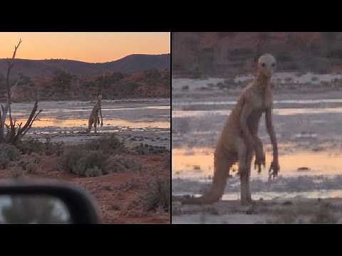 Unknown Creatures Have Been Filmed Across the Australian Outback Part- 2