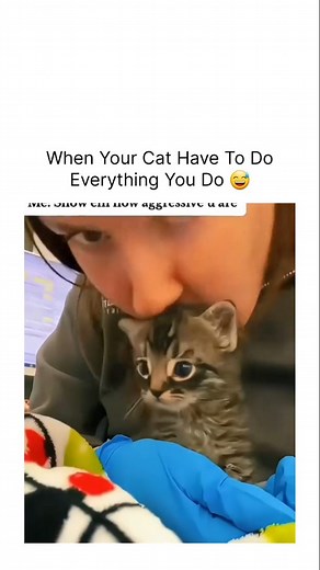 4K reactions · 84 shares | Cats are real copycats  . . . #cat #catsoﬁnstagram #funny #copycat #catlover | Cool stuff | Facebook