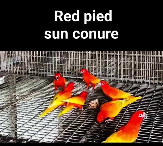 58K views · 1.5K reactions | ♦️ Parrots Colors And Mutations. ✨ Red Pied Sun Conure Mutation...  Disclaimer : We have no commercial purpose while sharing this video/picture. Its purely for social awareness.   Video /  Picture All rights and credit reserved to respective photographer/owner. #saveparrots | Belal Moheb | Facebook