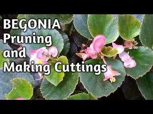 How To Propagate And Prune BEGONIA