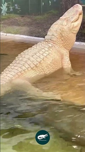 Albino Alligator – Nature’s Rare White Phantom 🐊❄️