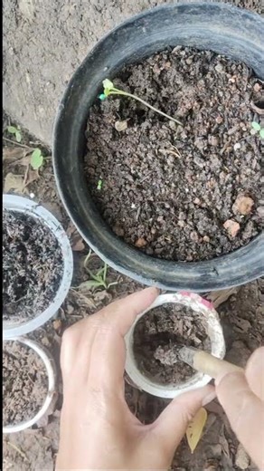 pemindahan anak brokoli #garden #gardening #farming #berkebun