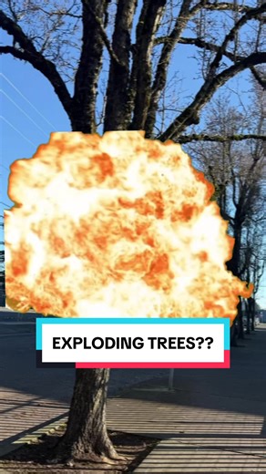 Exploding trees?? In a way, yes, but not how you may be imagining it. This term has blown up (pun intended) on social media with the current winter storm affecting a large portion of the U.S. Here’s the science behind it. #treeexplosion #explodingtrees #weather #frostcrack #winterstorm