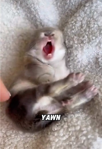 Discover Adorable Mini Bunnies You Can't Miss!