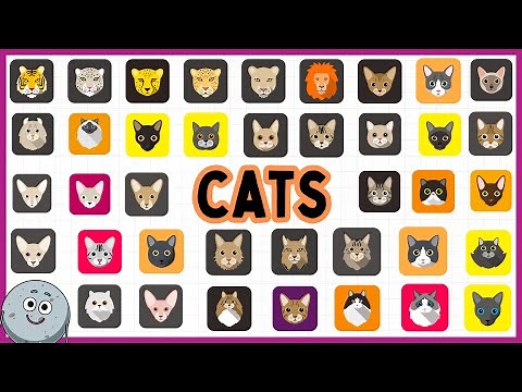 49 Types of Cats for Kids - Learn Types of Cats for Children
