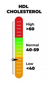 HDL Cholesterol Level Gauge Animation, Low Normal and High Indicator Scale