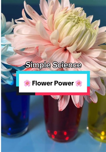 DIY Flower Power Experiment: Rainbow Makeover 🌸