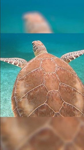 Creatures of the Deep: Sunlight Zone