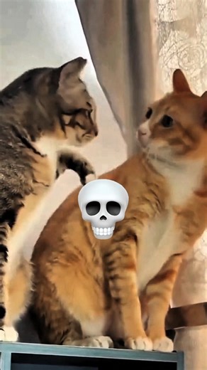 Copy Cat Level: 100 😂🐱