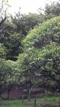 素浪人 花山大吉 主題歌(くちぶえ演奏)