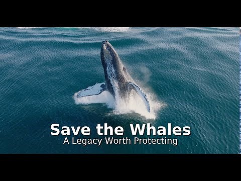 Save the Whales: A Legacy Worth Protecting