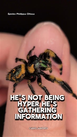 This tiny spider outsmarted me #jumpingspider #petspider