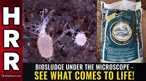 BIOSLUDGE under the microscope - see what comes to life!