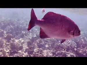 Jibacoa Reef Snorkeling from Memories Jibacoa Resort Cuba 2023