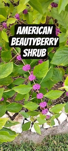 American Beautyberry or Callicarpa
