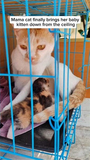 Mama Cat Cares for Her Babies!