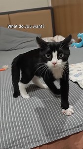 Can cats drink coffee? ☕🐱 With DreamFace Pet Lip Sync, any pet can "talk" now! (Video: Online) Make your furry friend speak—try it today! #dreamface #cat #kitty #cutecat #catvideo #funnycat | DreamFace