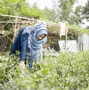 From farm 👩‍🌾 to market 🧺, more than ever WFP-supported farmers are able to access places to sell their produce. Aggregation sales centers in Cox's Bazar, Bangladesh connect smallscale producers with retailers providing food access to #Rohingya refugees in the region. #FoodSystems | World Food Programme