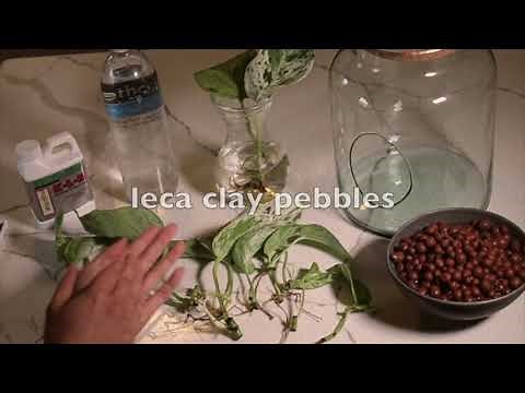 Easy DIY Plant Terrarium with Leca