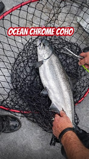 The ocean chrome coho action every angler wants