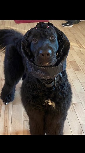 Faith & Floofs on TikTok