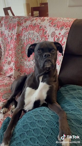 Black Boxer Dog - All You Need to Know