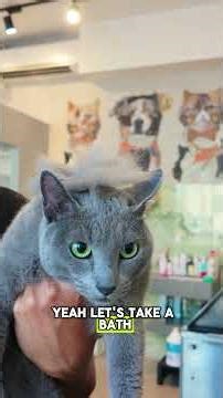 This Russian Blue growls and has some Spice 🌶️ 🌶️ (see what happens in the end)