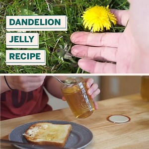 DANDELION JELLY Recipe! 🌼🐝 | Emmymade